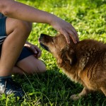 préfère son chien