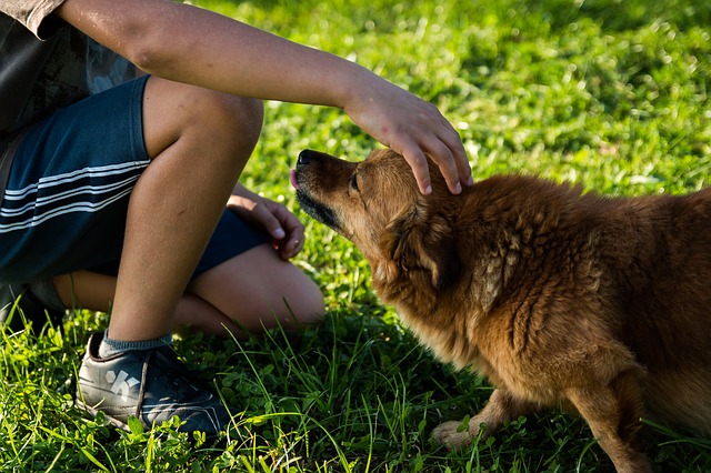 préfère son chien